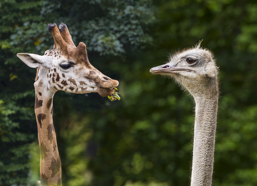 Giraffe und Strauß